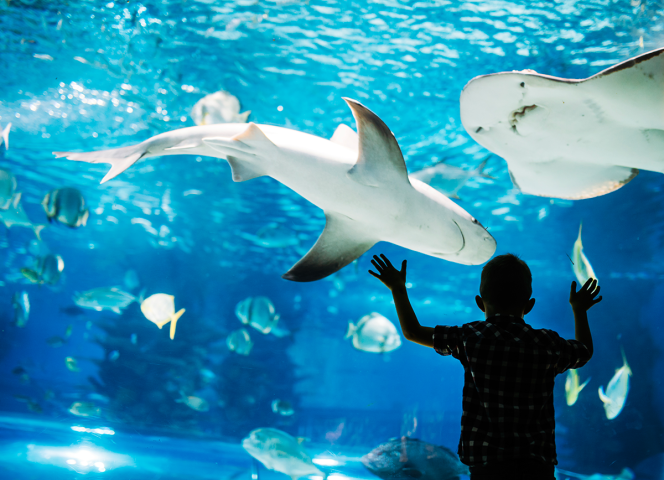 acquario